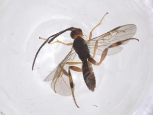  ( - CBG-B17398-H10)  @11 [ ] CreativeCommons - Attribution Share - Alike (2025) Centre for Biodiversity Genomics Centre for Biodiversity Genomics