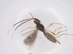  ( - CBG-B17411-G07)  @11 [ ] CreativeCommons - Attribution Share - Alike (2025) Centre for Biodiversity Genomics Centre for Biodiversity Genomics