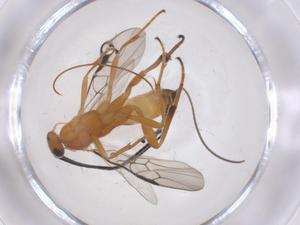  (Orgilus Malaise3336 - CBG-B17414-F06)  @11 [ ] CreativeCommons - Attribution Share - Alike (2025) Centre for Biodiversity Genomics Centre for Biodiversity Genomics