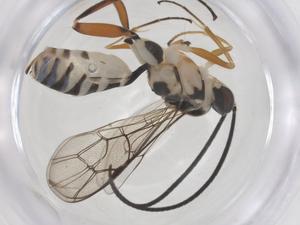  ( - CBG-B17465-B09)  @11 [ ] CreativeCommons - Attribution Share - Alike (2025) Centre for Biodiversity Genomics Centre for Biodiversity Genomics