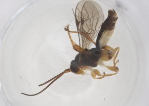  ( - CBG-B17470-A04)  @11 [ ] CreativeCommons - Attribution Share - Alike (2025) Centre for Biodiversity Genomics Centre for Biodiversity Genomics