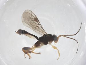  ( - CBG-B17524-B12)  @11 [ ] CreativeCommons - Attribution Share - Alike (2025) Centre for Biodiversity Genomics Centre for Biodiversity Genomics