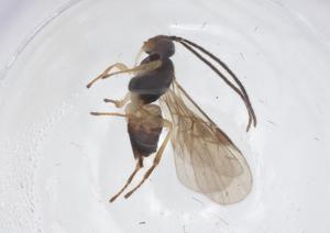  ( - CBG-B18662-D06)  @11 [ ] CreativeCommons - Attribution Share - Alike (2025) Centre for Biodiversity Genomics Centre for Biodiversity Genomics