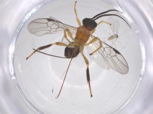  (Nealiolus Malaise1917 - CBG-B18706-E12)  @11 [ ] CreativeCommons - Attribution Share - Alike (2025) Centre for Biodiversity Genomics Centre for Biodiversity Genomics