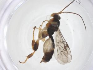  ( - CBG-B18727-A03)  @11 [ ] CreativeCommons - Attribution Share - Alike (2025) Centre for Biodiversity Genomics Centre for Biodiversity Genomics