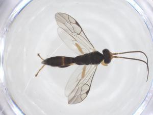  ( - CBG-B18727-G09)  @11 [ ] CreativeCommons - Attribution Share - Alike (2025) Centre for Biodiversity Genomics Centre for Biodiversity Genomics