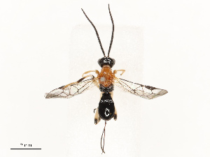  ( - CBG-B18736-D03)  @11 [ ] CreativeCommons - Attribution Share - Alike (2025) CBG Photography Group Centre for Biodiversity Genomics