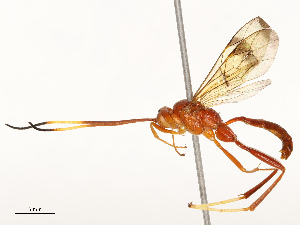  ( - CBG-B18736-F11)  @11 [ ] CreativeCommons - Attribution Share - Alike (2025) CBG Photography Group Centre for Biodiversity Genomics