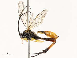  ( - CBG-B18736-H05)  @11 [ ] CreativeCommons - Attribution Share - Alike (2025) CBG Photography Group Centre for Biodiversity Genomics