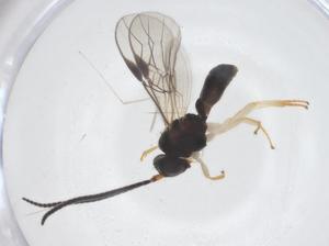  (Opius Malaise8838 - CBG-B18838-F09)  @11 [ ] CreativeCommons - Attribution Share - Alike (2025) Centre for Biodiversity Genomics Centre for Biodiversity Genomics