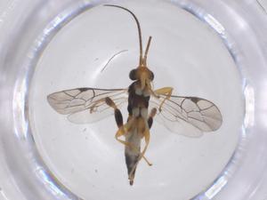  ( - CBG-B18984-F10)  @11 [ ] CreativeCommons - Attribution Share - Alike (2025) Centre for Biodiversity Genomics Centre for Biodiversity Genomics