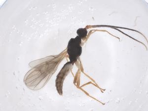  ( - CBG-B19067-C05)  @11 [ ] CreativeCommons - Attribution Share - Alike (2025) Centre for Biodiversity Genomics Centre for Biodiversity Genomics