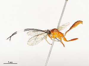  ( - CBG-A58619-A07)  @11 [ ] CreativeCommons - Attribution Share - Alike (2025) CBG Photography Group Centre for Biodiversity Genomics