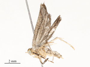  ( - CBG-A58619-H02)  @11 [ ] CreativeCommons - Attribution Share - Alike (2025) CBG Photography Group Centre for Biodiversity Genomics