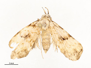  ( - CBG-A58664-B12)  @11 [ ] CreativeCommons - Attribution Share - Alike (2025) CBG Photography Group Centre for Biodiversity Genomics