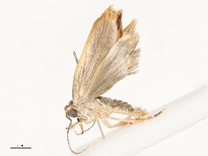  ( - CBG-A59481-B05)  @11 [ ] CreativeCommons - Attribution Share - Alike (2025) CBG Photography Group Centre for Biodiversity Genomics