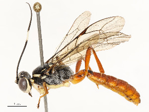  ( - CBG-A59481-D05)  @11 [ ] CreativeCommons - Attribution Share - Alike (2025) CBG Photography Group Centre for Biodiversity Genomics