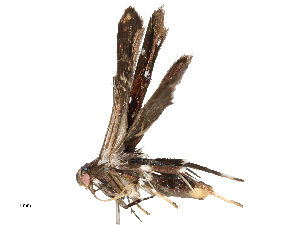  ( - CBG-A59486-B11)  @11 [ ] CreativeCommons - Attribution Share - Alike (2025) CBG Photography Group Centre for Biodiversity Genomics