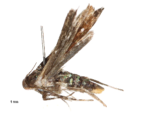  ( - CBG-A59486-C01)  @11 [ ] CreativeCommons - Attribution Share - Alike (2025) CBG Photography Group Centre for Biodiversity Genomics