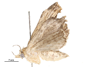  ( - CBG-A59486-C04)  @11 [ ] CreativeCommons - Attribution Share - Alike (2025) CBG Photography Group Centre for Biodiversity Genomics