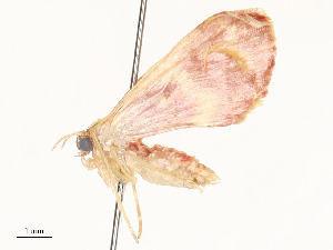  ( - CBG-A59487-F07)  @11 [ ] CreativeCommons - Attribution Share - Alike (2025) CBG Photography Group Centre for Biodiversity Genomics