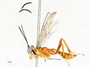  ( - CBG-A59487-H08)  @11 [ ] CreativeCommons - Attribution Share - Alike (2025) CBG Photography Group Centre for Biodiversity Genomics