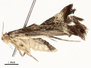  ( - CBG-A59488-E04)  @11 [ ] CreativeCommons - Attribution Share - Alike (2025) CBG Photography Group Centre for Biodiversity Genomics