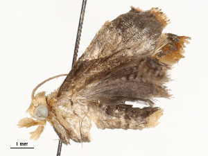  ( - CBG-A59488-G05)  @11 [ ] CreativeCommons - Attribution Share - Alike (2025) CBG Photography Group Centre for Biodiversity Genomics