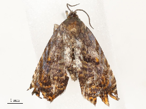  ( - CBG-A59489-A05)  @11 [ ] CreativeCommons - Attribution Share - Alike (2025) CBG Photography Group Centre for Biodiversity Genomics