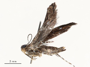  ( - CBG-A59489-G07)  @11 [ ] CreativeCommons - Attribution Share - Alike (2025) CBG Photography Group Centre for Biodiversity Genomics