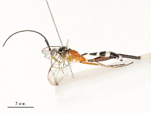  ( - CBG-A59490-D11)  @11 [ ] CreativeCommons - Attribution Share - Alike (2025) CBG Photography Group Centre for Biodiversity Genomics