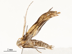  (gelMalaise01 Malaise9748 - CBG-A59490-G01)  @11 [ ] CreativeCommons - Attribution Share - Alike (2025) CBG Photography Group Centre for Biodiversity Genomics