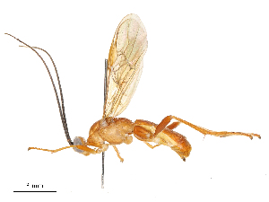  (Aleiodes Malaise5679 - CBG-A59494-F03)  @11 [ ] CreativeCommons - Attribution Share - Alike (2025) CBG Photography Group Centre for Biodiversity Genomics