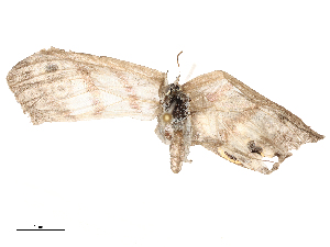  ( - CBG-A59495-A10)  @11 [ ] CreativeCommons - Attribution Share - Alike (2025) CBG Photography Group Centre for Biodiversity Genomics