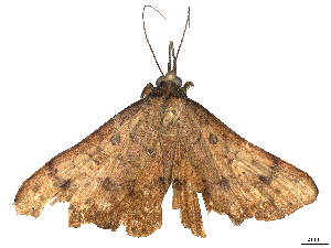  ( - CBG-A59495-B02)  @11 [ ] CreativeCommons - Attribution Share Alike (2025) CBG Photography Group Centre for Biodiversity Genomics