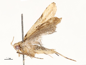  ( - CBG-A59495-C10)  @11 [ ] CreativeCommons - Attribution Share - Alike (2025) CBG Photography Group Centre for Biodiversity Genomics