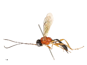  ( - CBG-A59496-E09)  @11 [ ] CreativeCommons - Attribution Share - Alike (2025) CBG Photography Group Centre for Biodiversity Genomics