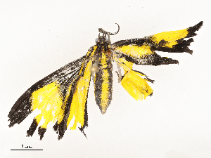  ( - CBG-A59497-F04)  @11 [ ] CreativeCommons - Attribution Share - Alike (2025) CBG Photography Group Centre for Biodiversity Genomics