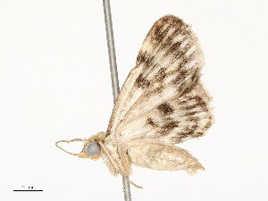  (Eupithecia Malaise7055 - CBG-A59557-B08)  @11 [ ] CreativeCommons - Attribution Share - Alike (2025) CBG Photography Group Centre for Biodiversity Genomics