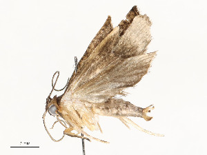  ( - CBG-A59557-G03)  @11 [ ] CreativeCommons - Attribution Share - Alike (2025) CBG Photography Group Centre for Biodiversity Genomics