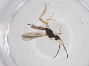  ( - CBG-A59629-E09)  @11 [ ] CreativeCommons - Attribution Share - Alike (2024) Centre for Biodiversity Genomics Centre for Biodiversity Genomics