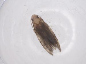  ( - CBG-A59631-E02)  @11 [ ] CreativeCommons - Attribution Share - Alike (2024) Centre for Biodiversity Genomics Centre for Biodiversity Genomics