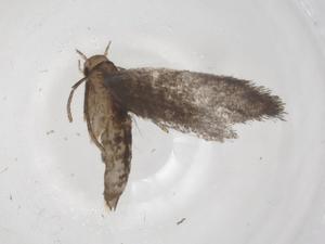  ( - CBG-A59632-G03)  @11 [ ] CreativeCommons - Attribution Share - Alike (2024) Centre for Biodiversity Genomics Centre for Biodiversity Genomics