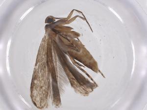  ( - CBG-A59641-D02)  @11 [ ] CreativeCommons - Attribution Share - Alike (2024) Centre for Biodiversity Genomics Centre for Biodiversity Genomics