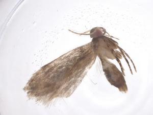  ( - CBG-A59934-F01)  @11 [ ] CreativeCommons - Attribution Share - Alike (2025) Centre for Biodiversity Genomics Centre for Biodiversity Genomics