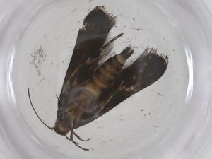  (gelMalaise01 Malaise9550 - CBG-A59968-B09)  @11 [ ] CreativeCommons - Attribution Share - Alike (2025) Centre for Biodiversity Genomics Centre for Biodiversity Genomics