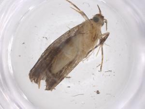  ( - CBG-A60223-A03)  @11 [ ] CreativeCommons - Attribution Share - Alike (2025) Centre for Biodiversity Genomics Centre for Biodiversity Genomics