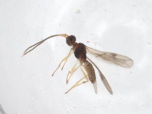  ( - CBG-A60956-F04)  @11 [ ] CreativeCommons - Attribution Share - Alike (2025) Centre for Biodiversity Genomics Centre for Biodiversity Genomics