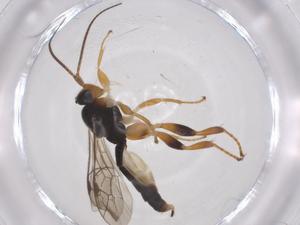  ( - CBG-A60986-F03)  @11 [ ] CreativeCommons - Attribution Share - Alike (2025) Centre for Biodiversity Genomics Centre for Biodiversity Genomics