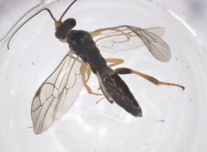  ( - CBG-A60986-H11)  @11 [ ] CreativeCommons - Attribution Share - Alike (2025) Centre for Biodiversity Genomics Centre for Biodiversity Genomics